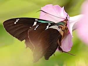 Two-Barred Flasher Butterfly